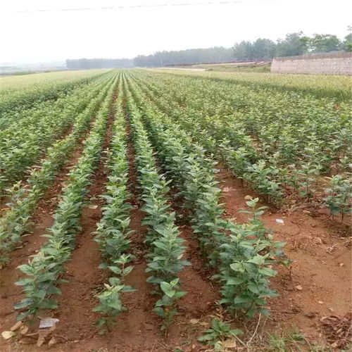 香蕉种苗（香蕉种苗的养护与管理：从种植到收获的全面指南）