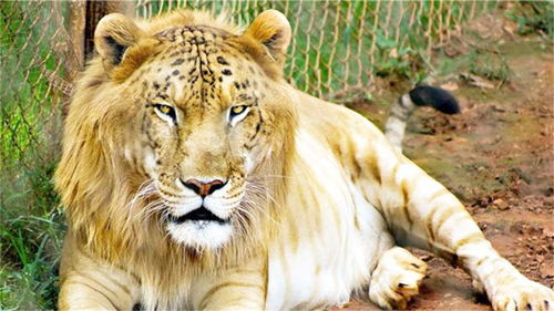 比老虎狮子更厉害的生物已诞生,取名 狮虎兽 体重500公斤 