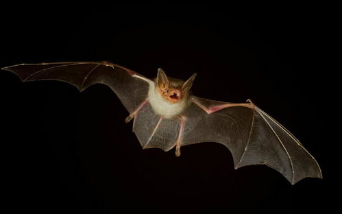 如果人类消灭了蝙蝠,会发生什么 病毒传播更狂,生态稳定被破坏