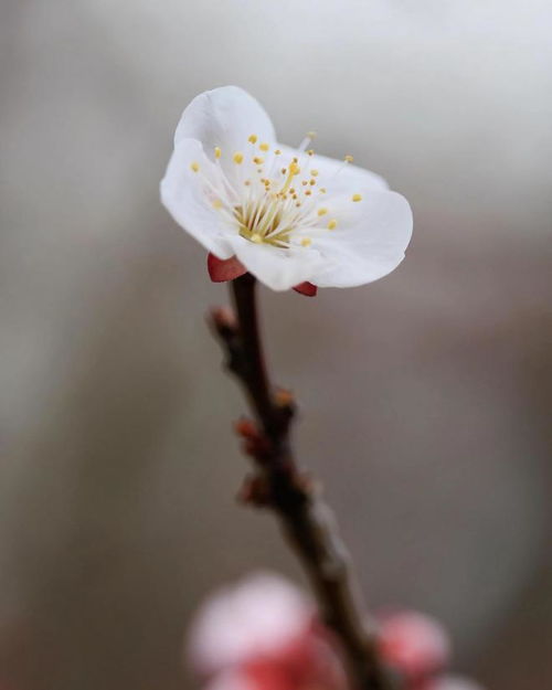 三月樱花开,用这6句摄影口诀,你的樱花照片也可以好看又震撼