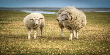 1979年的属羊人 7月和伴侣吵闹不断 经常性争吵 