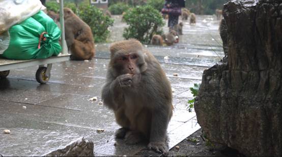黔灵山的猴子 成精 了 闯入30层住户家中, 打砸抢 后逃离