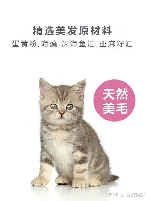 小萌新养猫选什么品种 一步教你选猫粮 