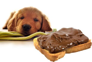 狗狗为什么不能吃巧克力