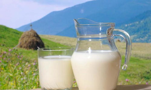 纯牛奶适合长期喝吗(纯牛奶可长期喝吗)