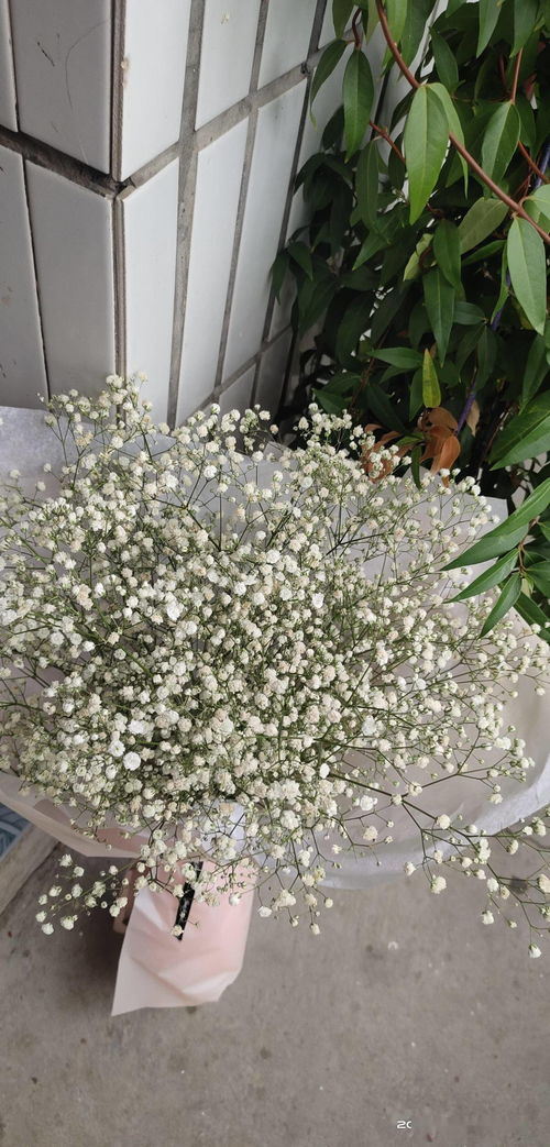 4种花不能淋雨,一淋就黑腐烂根,最后只剩个空盆