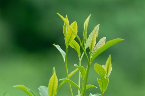 茶叶水可以浇散尾葵吗？