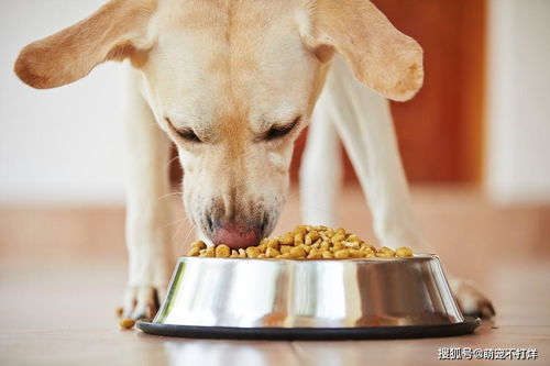 换狗粮的时候为狗狗为什么会出现消化不良或呕吐的情况