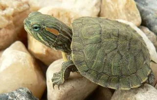 巴西龟多久喂一次食呢