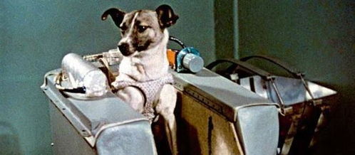 60年前,3只狗1只猴子1只松鼠2只猩猩被送入太空,如今怎么样了