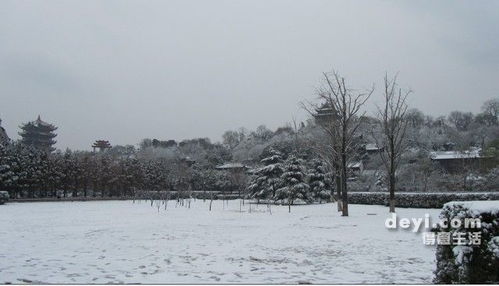 2010年雪 