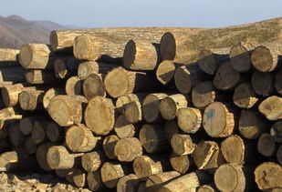 大量低价出售俄罗斯桦木原木各种规格齐全