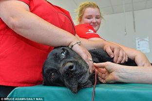 这个英雄曾在过去8年捐血26次拯救104只狗狗 