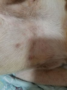 我家的狗肚子皮肤下面是这样 怎么回事呢 