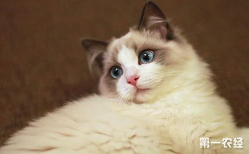 布偶猫价格 布偶猫多少钱一只