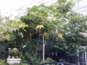 在家里的院子里种木瓜树对风水好吗 