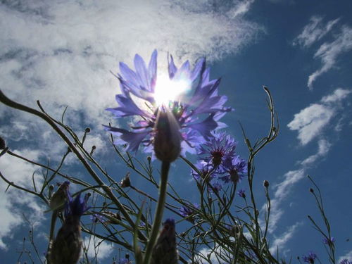 在9月份期间,桃花浓,旧爱归,情深似海盼复合的四大星座 爱情 