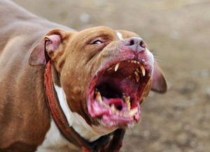 我的比特犬前腿和后退不成比例，前腿很宽后退窄，跑起来一跳一跳的，是不是肌肉萎缩，