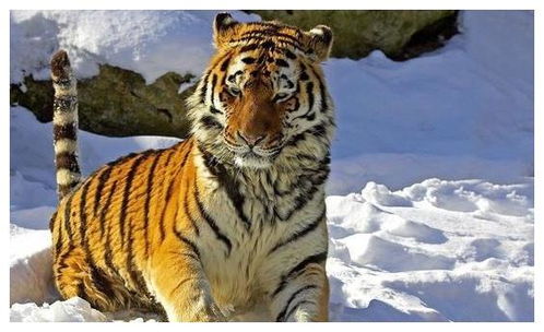 老虎是什么动物进化而来 并不是你猜想的剑齿虎,它叫做 古猫