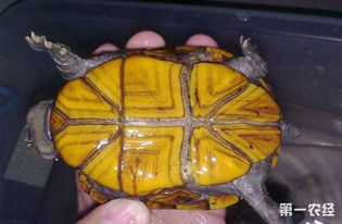 果核泥龟的饲养和繁殖图文解说 下 果核泥龟图片
