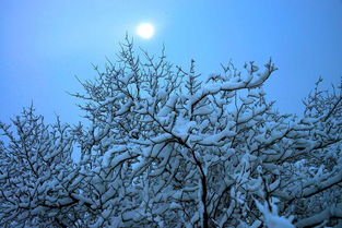 第一场雪挂在树上,第二场雪又挂在树上了