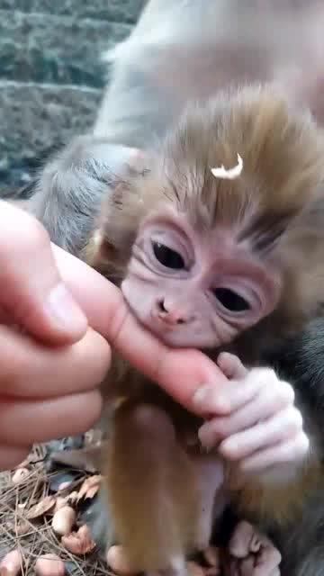 这个小猴子火了,大大的眼睛咬着人类的手指头,怎么可以那么呆萌 