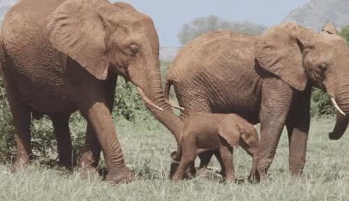 我花了50元,在非洲领养了一只大象宝宝.....
