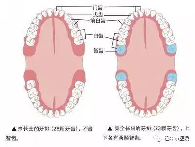 强悍的你可能敌不过一颗智齿 