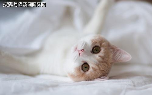 猫护肝一定要吃药吗,猫咪护肝的其它营养品