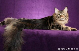 猫界霸道总裁 虽然体型巨大但是性格极其温柔,适合女生养 