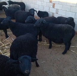 农村热门养殖品种乌骨羊的养殖技术要点,揭秘，养七只母羊一年怎样赚5万元