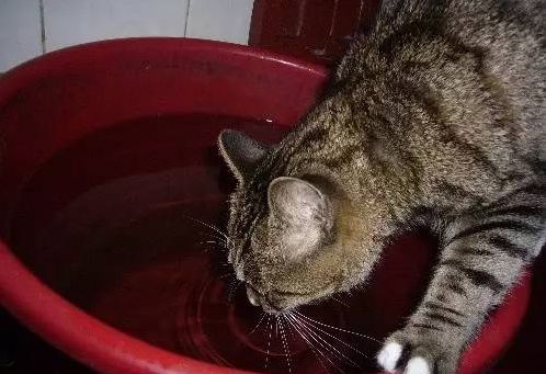 我家的猫只喝水,不吃东西,也不爱动,怎么办呢 