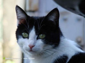 纯黑色黄眼睛的猫咪是什么品种 