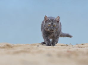 猫,海滩,年轻的猫 