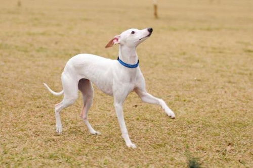 世界10大最干净的犬类,贵宾犬和松狮犬均上榜,你养了哪个