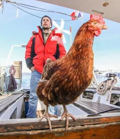 法国帅哥带一只母鸡去航海环游世界,这只呆萌的鸡居然还吸引了几十万粉丝 