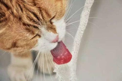 猫咪到底能不能喝纯净水 