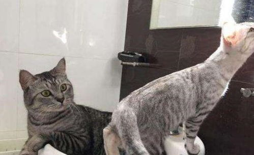 主人上厕所把猫咪关在了外面,它为什么会一直叫 原因有5个