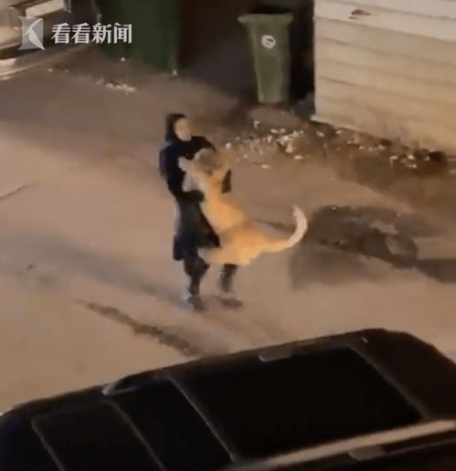 科威特街头惊现狮子,女子霸气直接抱回 我家养的宠物