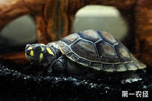 黄头侧颈龟吃什么 黄头侧颈龟怎么养 黄头侧颈龟好养吗
