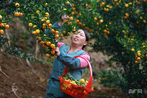 贵州毕节适合种桔子吗