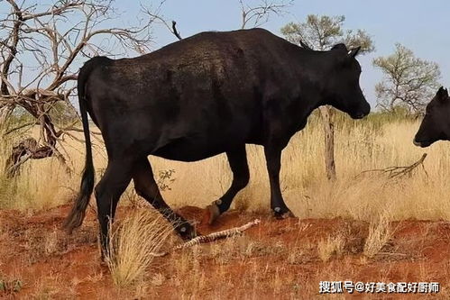 食物链错乱了 家牛为什么会吃蛇