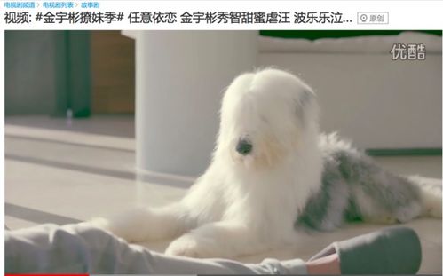 有谁知道韩剧 任意依恋 里面男主样的狗狗波波乐是什么品种的狗狗 