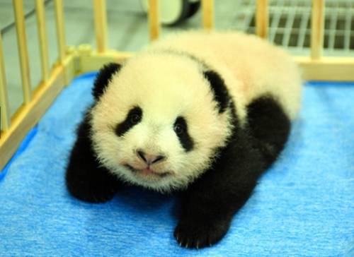 上野动物园开始遴选双胞胎大熊猫选名字 10月中旬之后确定