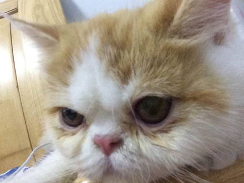 猫咪打喷嚏流眼泪,到底是猫鼻支还是普通感染