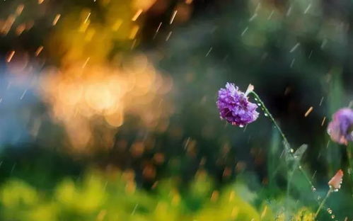 萌动生机待绿田 雨水节气 