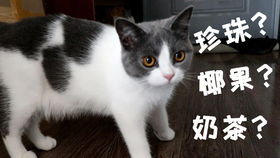 用Siri给猫起名字