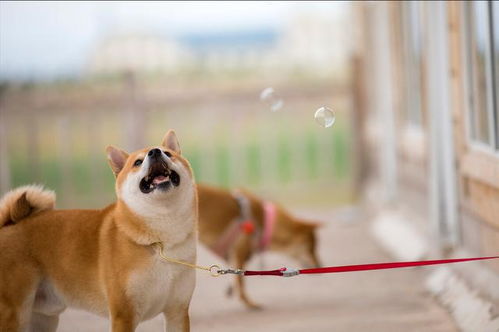 柴犬挑食不吃狗粮怎么办 其实可以尝试一下这些办法