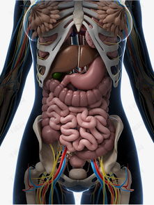 女性人体器官组织模型素材图片免费下载 高清效果元素png 千库网 图片编号7205240 