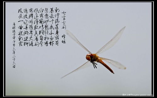 诗句,蜻蜓,飞行